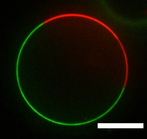 uc davis materials science engineering synthetic cells guvs atul parikh pallavi sambre